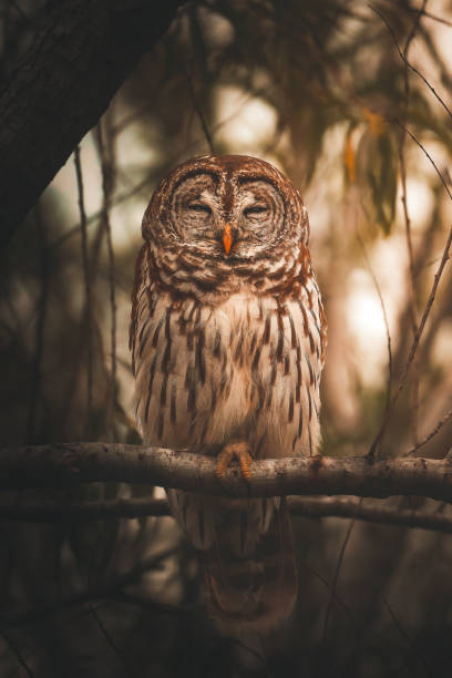 istock The Sleepy Barred Owl 1447499203