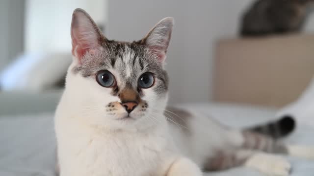 Curious kitten looking at the camera