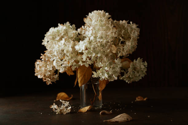 istock dark moody faded autumn Hydrangea flower, brown fall plants decay 1447500500
