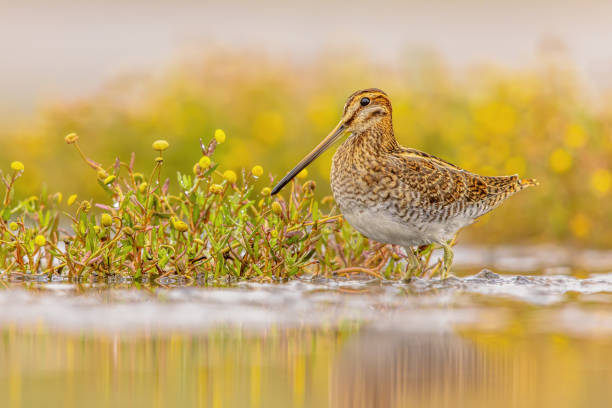 Common snipe wader bird in habitat background Common snipe (Gallinago gallinago) is a small, stocky wader bird native to the Old World. Breeding habitats are marshes, bogs, tundra and wet meadows throughout the Palearctic. Wildlife scene of nature in Europe. common snipe stock pictures, royalty-free photos & images