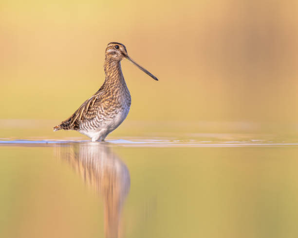 istock Common snipe wader bird in habitat background 1447500711