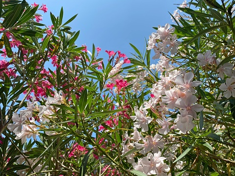 Nerium oleander flowers