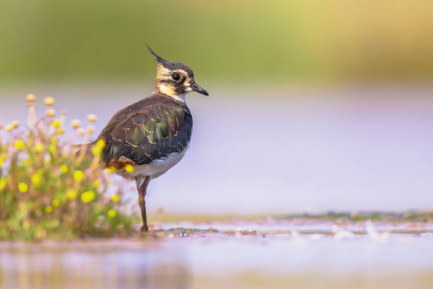 Female Northern lapwing wading in shallow water