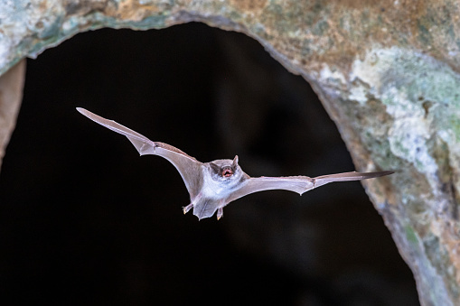 Long-fingered bat (Myotis capaccinii) flying from entrance of colony cave in Spanish Pyrenees, Aragon, Spain. April.