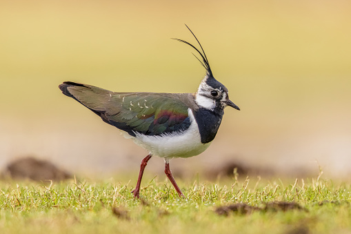 Rocking Display of Male Northern Lapwing (Vanellus vanellus) Guarding its territory in grassland Breeding Habitat. This Plover has spectaculair Song Flight and Display Behaviour. Wildlife Scene of Nature in Europe with Bright Background.