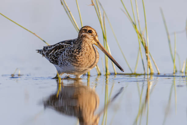 istock Common snipe in Wetland bright background 1447501221