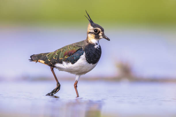 istock Female Northern lapwing wading in shallow water 1447501239