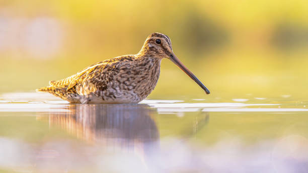 Common snipe wader bird in habitat background Common snipe (Gallinago gallinago) is a small, stocky wader bird native to the Old World. Breeding habitats are marshes, bogs, tundra and wet meadows throughout the Palearctic. Wildlife scene of nature in Europe. common snipe stock pictures, royalty-free photos & images