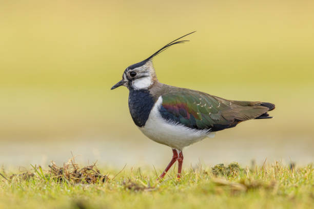 comportamiento de exhibición de las avefrías del norte - lapwing fotografías e imágenes de stock