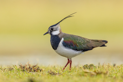 Northern Lapwing (Vanellus vanellus) Guarding its territory in grassland Breeding Habitat. This Plover has spectaculair Song Flight and Display Behaviour. Wildlife Scene of Nature in Europe with Bright Background.