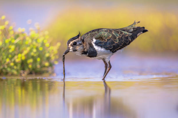 istock Female Northern lapwing catching worm in shallow water 1447502132