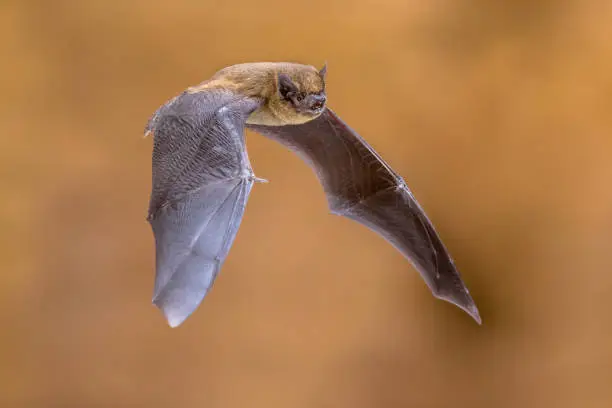 Flying pipistrelle bat (Pipistrellus pipistrellus) action shot seen from side on wooden attic of house with bright background