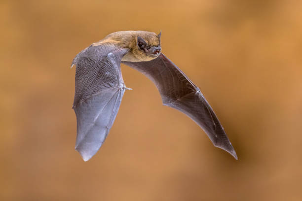 Morcego pipistrelle voador - foto de acervo