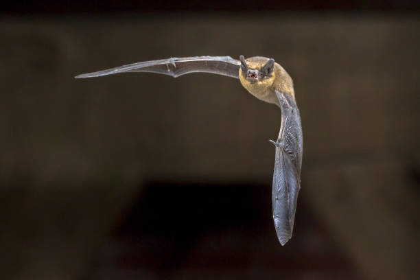 istock Flying Pipistrelle bat on wooden attic 1447502302