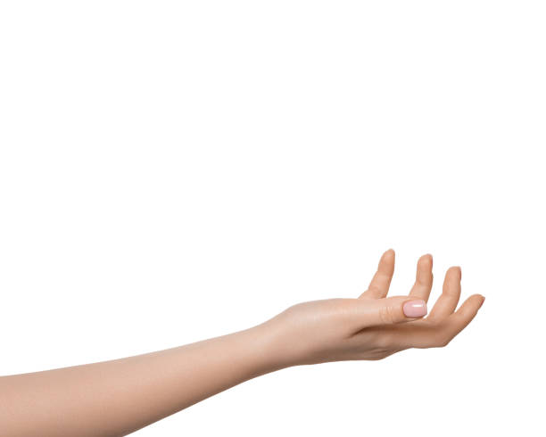 istock Female hand palm up, isolate on white background 1447502319