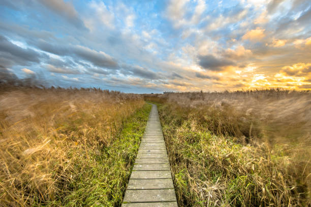 istock Wooden walkway through tidal marsh 1447502352