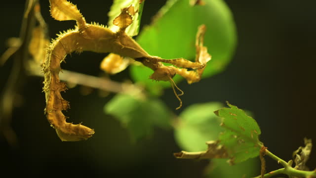 Australian stick insect Extatosoma tiaratum . High quality 4k footage