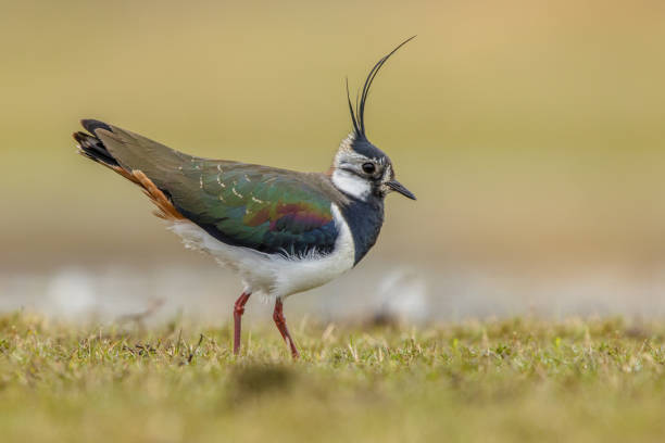 comportamiento de exhibición de las avefrías del norte - lapwing fotografías e imágenes de stock