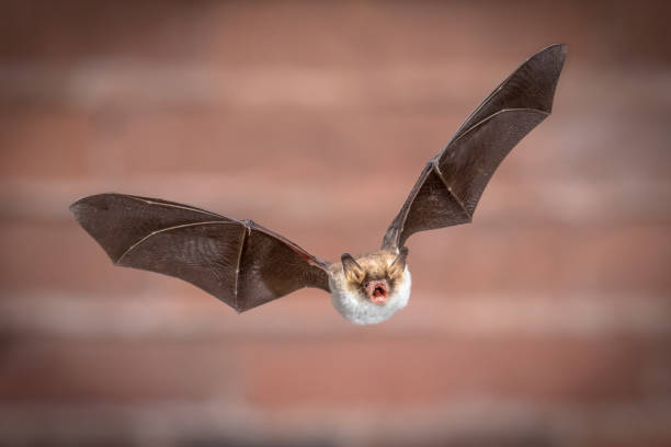 Flying Natterers bat isolated on brick background stock photo