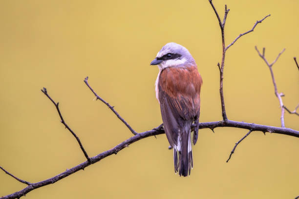 istock Red Backed Shrike perched on branch 1447502439