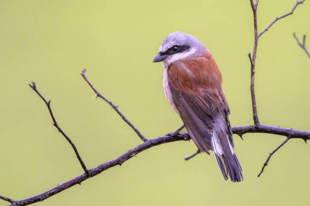 istock Red Backed Shrike perched on branch 1447502471