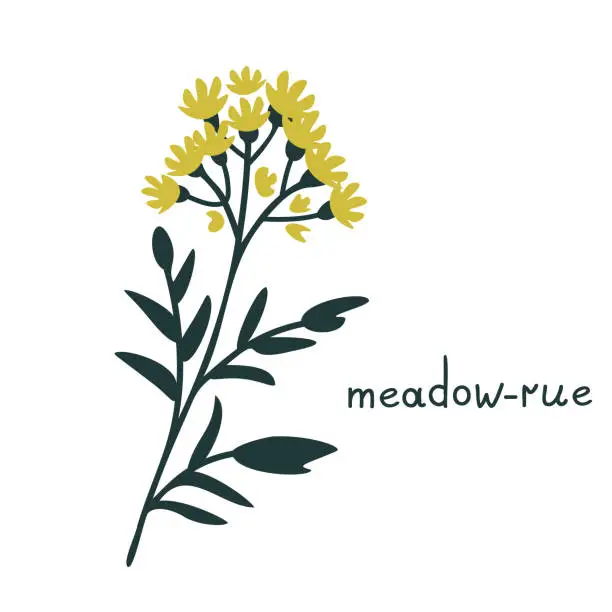 Vector illustration of Meadow-rue vector illustration