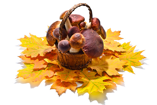 Basket of mashrooms on fall leaves