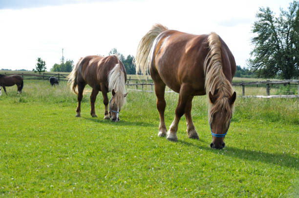istock two brown horses graze on green grass in a meadow 1447504220