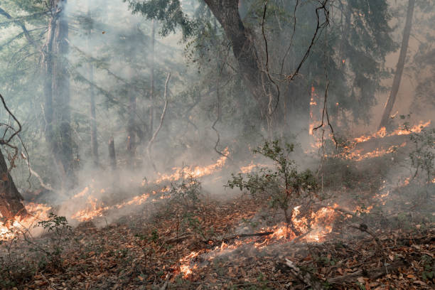 istock Wildfire in California 1447506050