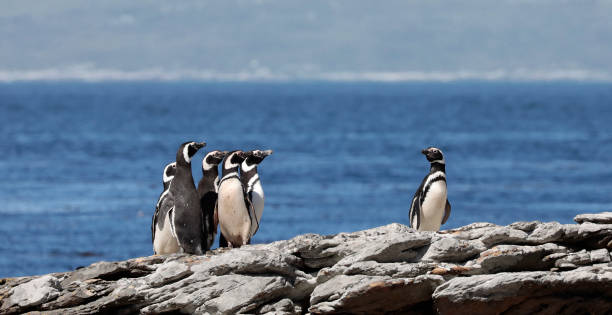 Five Magellanic Penguins looking at one other.