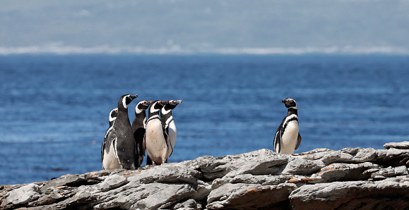 Five wild Magellanic Penguins, Spheniscus magellanicus, standing on a rocky shore of Carcass Island, Falklands, looking at a sixth bird which is standing alone and looking towards them. Cropping options and plenty of copy space.