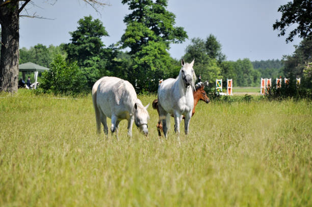 istock two white horses graze on green grass in a meadow 1447506867