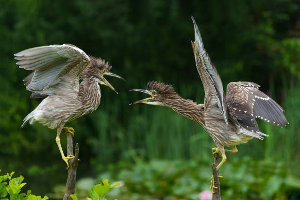 Juvenile Black-crowned Night Heron (Nycticorax nycticorax) hanging around at a  small lake with a dark background