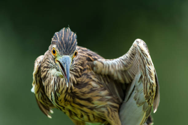 Juvenile Black-crowned Night Heron (Nycticorax nycticorax) hanging around at a  small lake with a dark background