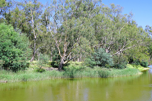 Murray River in the Northern Country