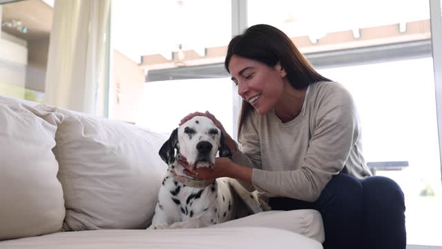 Loving woman petting her Dalmatian while talking very cheerfully both relaxing on the couch at home
