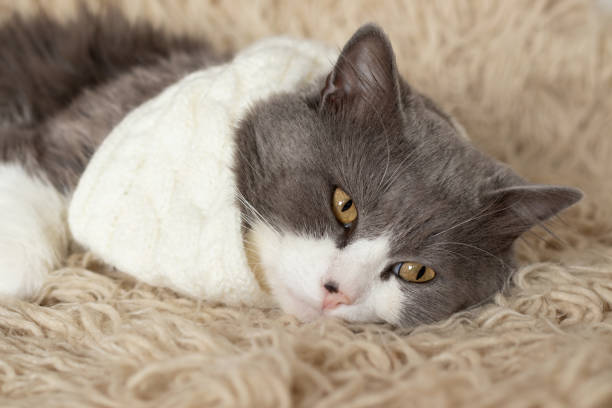 Cat wearing knitted woolen scarf is relaxing on warm soft shaggy blanket on the couch, closeup stock photo