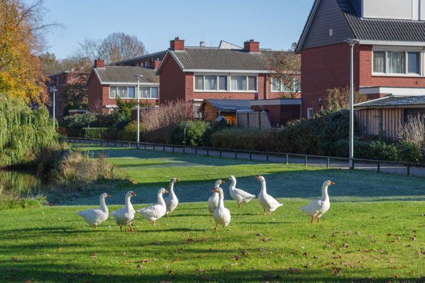 geese on the grass stock photo