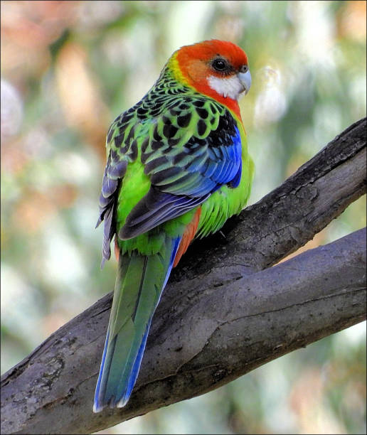 Lower Moira, Victoria, Australia Eastern  Rosella in the Northern Country murray darling basin stock pictures, royalty-free photos & images