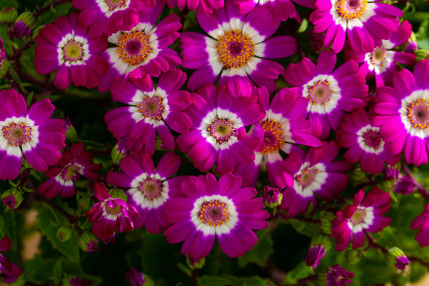 Closeup of richly blooming cineraria mauve flowers Closeup of richly blooming cineraria mauve flowers on background of green foliage cineraria stock pictures, royalty-free photos & images