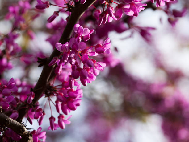 Blooming purple cercis siliquastrum  trees in the fields in spring