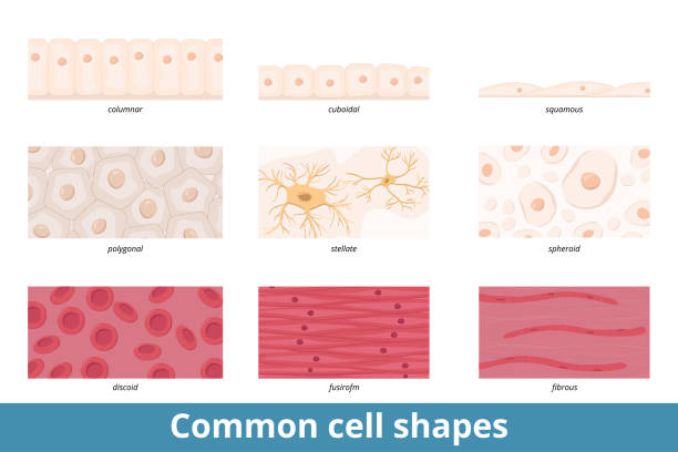 Common cell shapes Squamous, cuboidal, columnar, polygonal, stellate, spheroid, discoid, spindle-shaped, and fibrous cell forms and their common representatives as red blood cells or epithelium. cuboidal epithelium stock illustrations