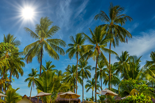 Coconut palms with green field and blue sky, White Sand Beach Khao Lak, Phang-nga, Thailand