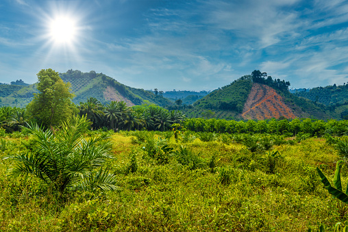 Landscape with palms and rocks cliffs, Khlong Phanom National Park, Kapong, Phang-nga, Thailand