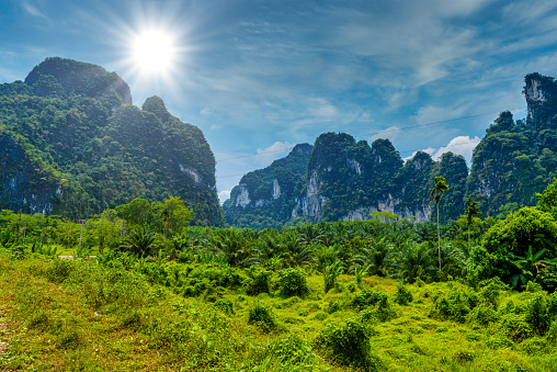 Landscape with palms and rocks cliffs, Khlong Phanom National Park, Kapong, Phang-nga, Thailand