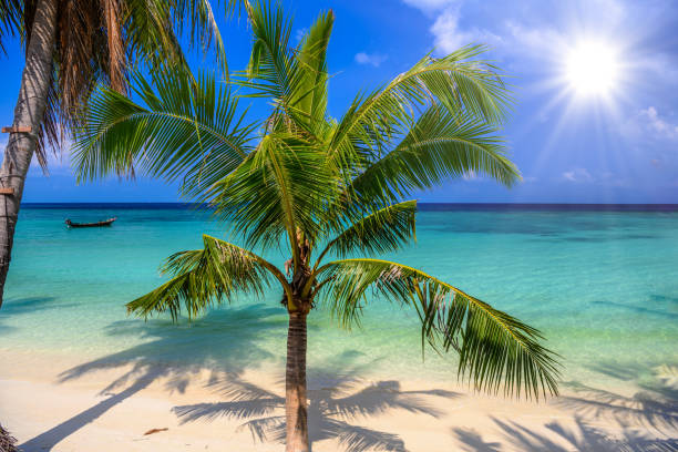 palmy kokosowe na tropikalnej plaży haad yao, wyspa koh phangan, su - thailand surat thani province ko samui coconut palm tree zdjęcia i obrazy z banku zdjęć
