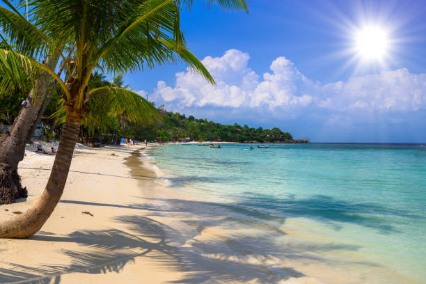 palme da cocco sulla spiaggia tropicale di haad yao, isola di koh phangan, su - coastline branch day summer foto e immagini stock