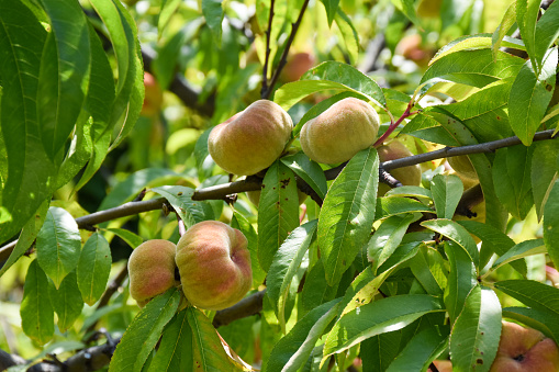 Peaches on the tree in garden