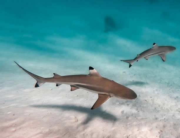 Black tip sharks Deux superbes requins pointe noire , nageant dans le lagon de moorea en Polynésie française blacktip reef shark stock pictures, royalty-free photos & images