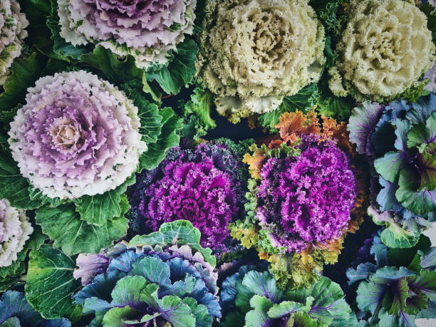 istock Nature background with purple flowers 1447510731